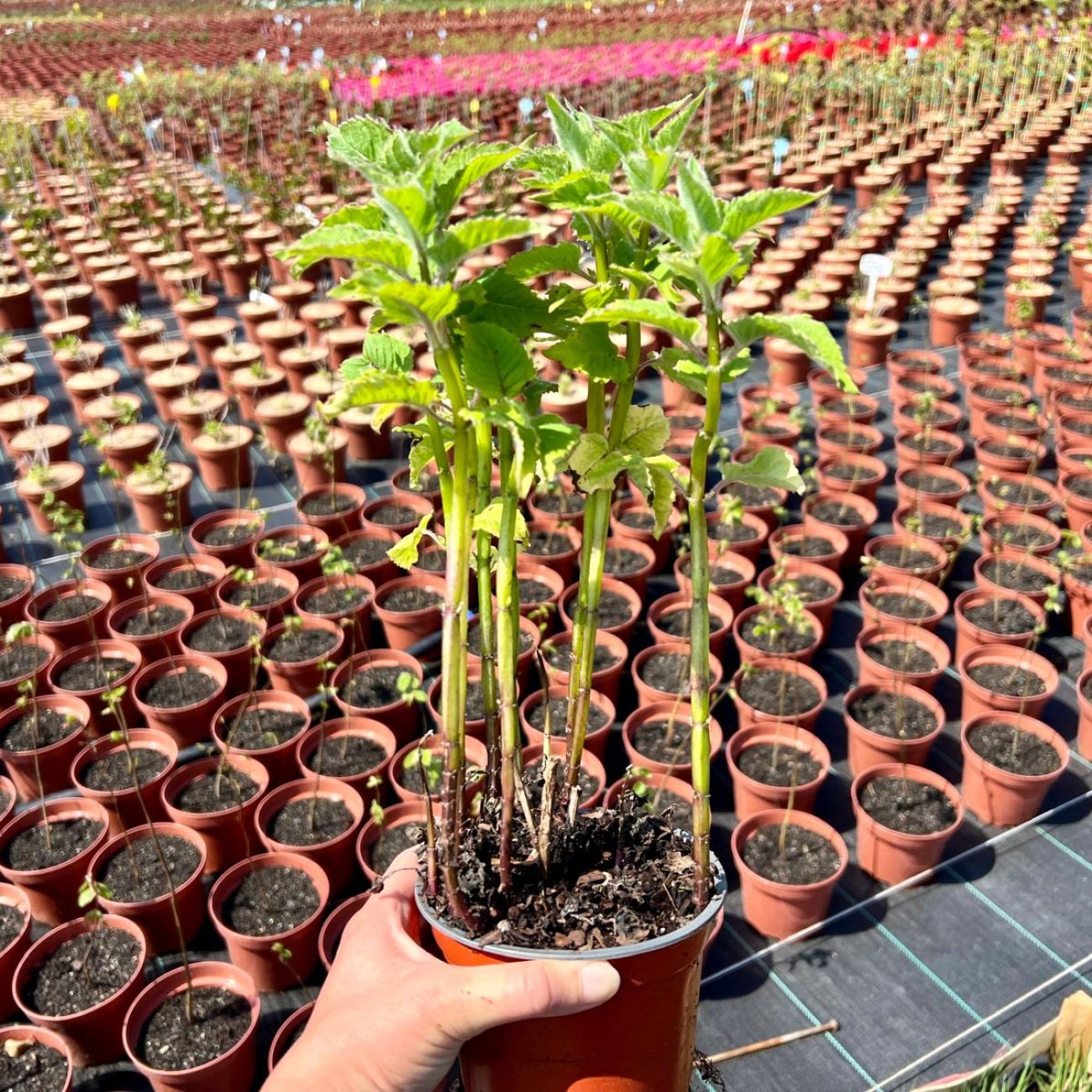 Obrázok Monarda dvojdomá (Monarda didyma) ´Bee Free´ - výška 20-30 cm, kont. C1,5L